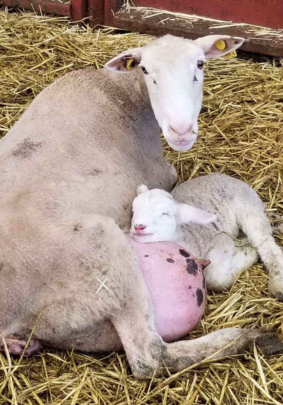 A sheep with her newborn lamb resting beside her on straw.
